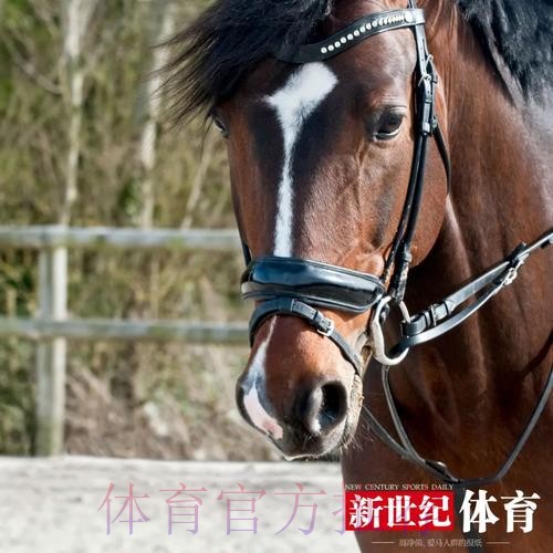 馬體會對賽硬淨值捧 馬體會對賽硬淨值捧